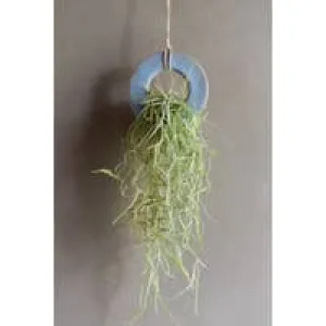 Air Plant Pottery Ring