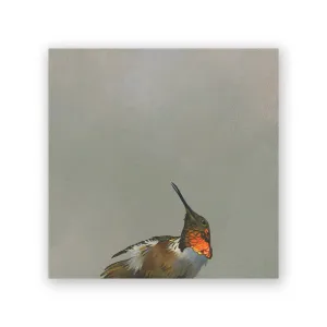 Allen's Hummingbird 6x6 Wings on Wood Panel