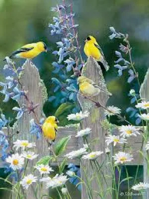 Goldfinch Quartet 500 pc