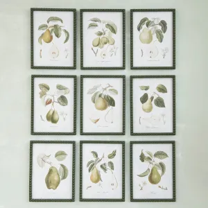 Hobnail Pear Prints