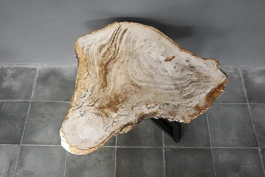 Petrified Wood Coffee Table