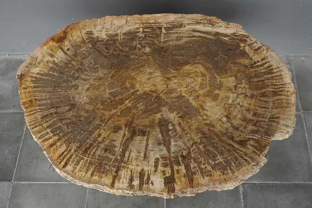 Petrified Wood Coffee Table