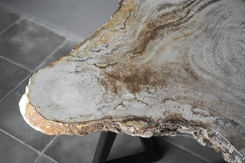 Petrified Wood Coffee Table