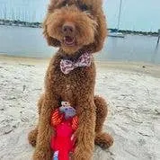 Spunky Pup - Clean Earth Recycled Plush Toys - 100% Sustainable: Small / Pelican