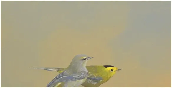 Wilson's Warblers