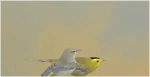 Wilson's Warblers
